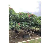【漳州鸡蛋花种植基地供应红黄白鸡蛋花直销鸡蛋花物美价值】漳浦县官浔镇荣福园艺场 - 产品库