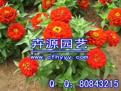 金盏菊种子直销,怎么种植【卉源园艺】