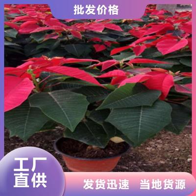 时令草花鲁冰花/粉黛乱子草用心做好每一件产品