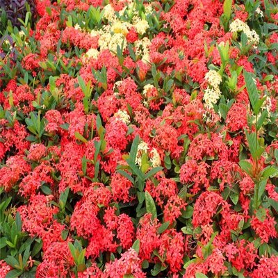 园林景观绿化苗小叶龙船花苗 龙船花种植基地 固土灌木