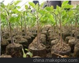 【绿吧】营养土、育苗和种植工具、园艺产品、播种工具图片,【绿吧】营养土、育苗和种植工具、园艺产品、播种工具图片大全,深圳市绿吧科技-