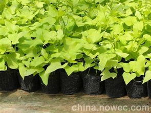 广西南宁金叶署种植基地 黄金署价格便宜