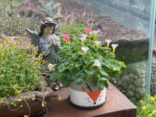 酢浆草冬季盛宴 温室中的自然之美与花卉种植指南