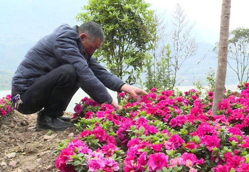 新建村：发展花卉苗木产业，壮大村集体经济