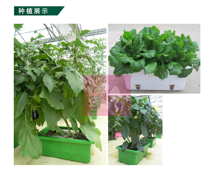 科学种植新选择 自动恒湿盆——结实耐用、绿色环保的园艺革命