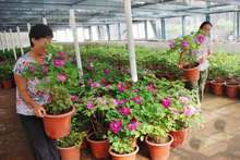 牡丹树种植全攻略 最新产品参考与养护要点