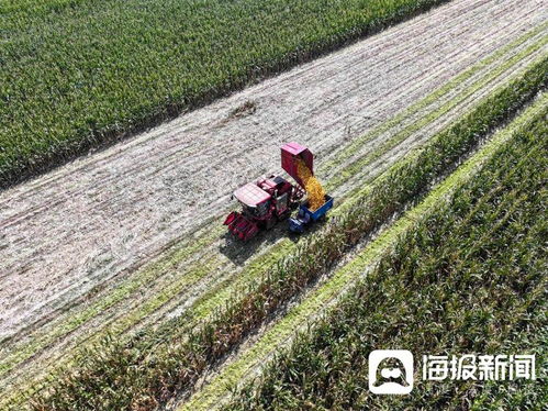 视觉山东一周图选 2024年第40期 花卉种植