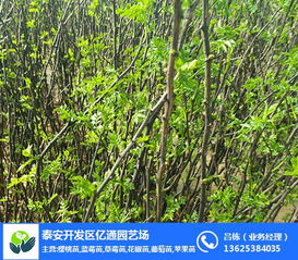 大红袍花椒苗 亿通园艺引领无土栽培新潮流