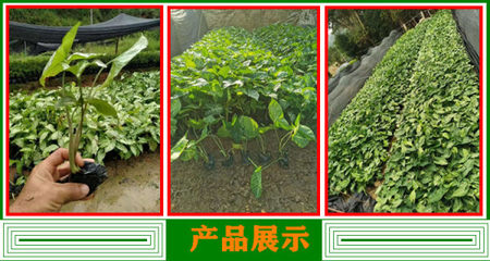 合果芋 四季常青的园林绿植之选与批发优势