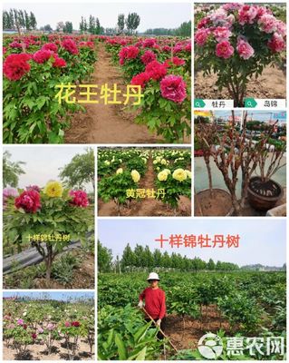 杜仲苗的培育与10公分杜仲树的种植管理