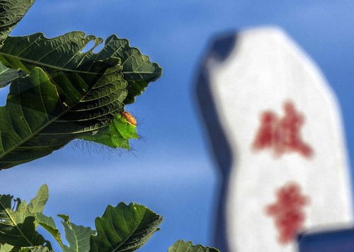 产供加销一体化，柞蚕品牌成辽县新名片