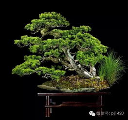 西泠盆景 百万天价背后的艺术与收藏价值