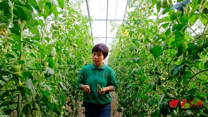 吾是青年丨青岛瀚之茹园艺总经理周小容 口感番茄全产业链平台的“探路者”与花卉种植之路