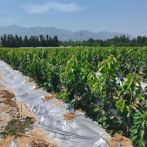 霜降已过，果树苗长势欣欣向荣——园艺产品种植观察与建议