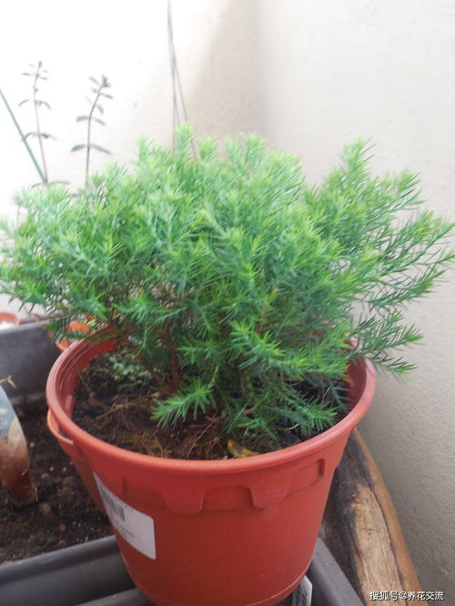 六种适合半阴院子及阳台盆栽的开花灌木