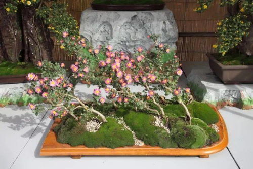 国外山野草盆栽展会作品欣赏与花卉种植探析