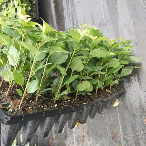 霜降过后果树苗与花卉的种植与养护指南